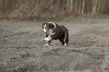 BERGER AUSTRALIEN PUPPIES 290